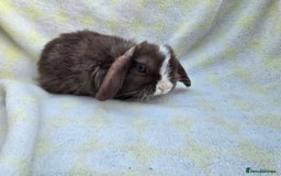 Mini Lop rabbits for sale:  stunning mini  lops   in Uxbridge - Image 5