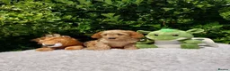 Cavapoo dogs for sale: Exceptional F1 Cavapoo Teddy Bears all males - Advert 8