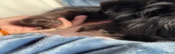 Pomeranian dogs for sale: Primroses precious Pom pups - Advert 16