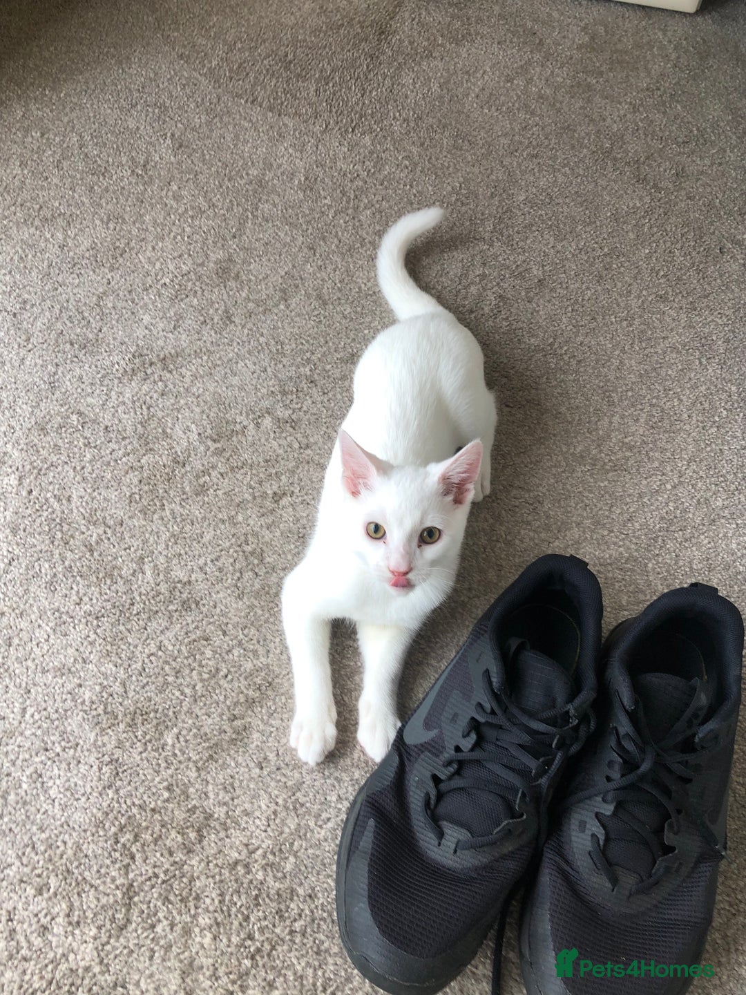 British Shorthair cats for sale: Kitten for sale - Image 4