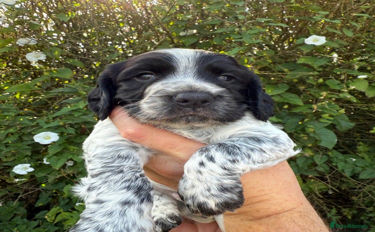 Cocker Spaniel dogs - Advert 4
