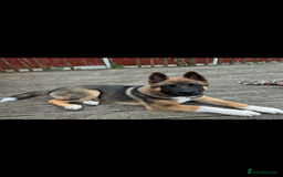 Akita dogs for sale: American Akita  - Advert 1