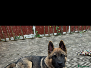 Akita dogs for sale: American Akita - Advert 1