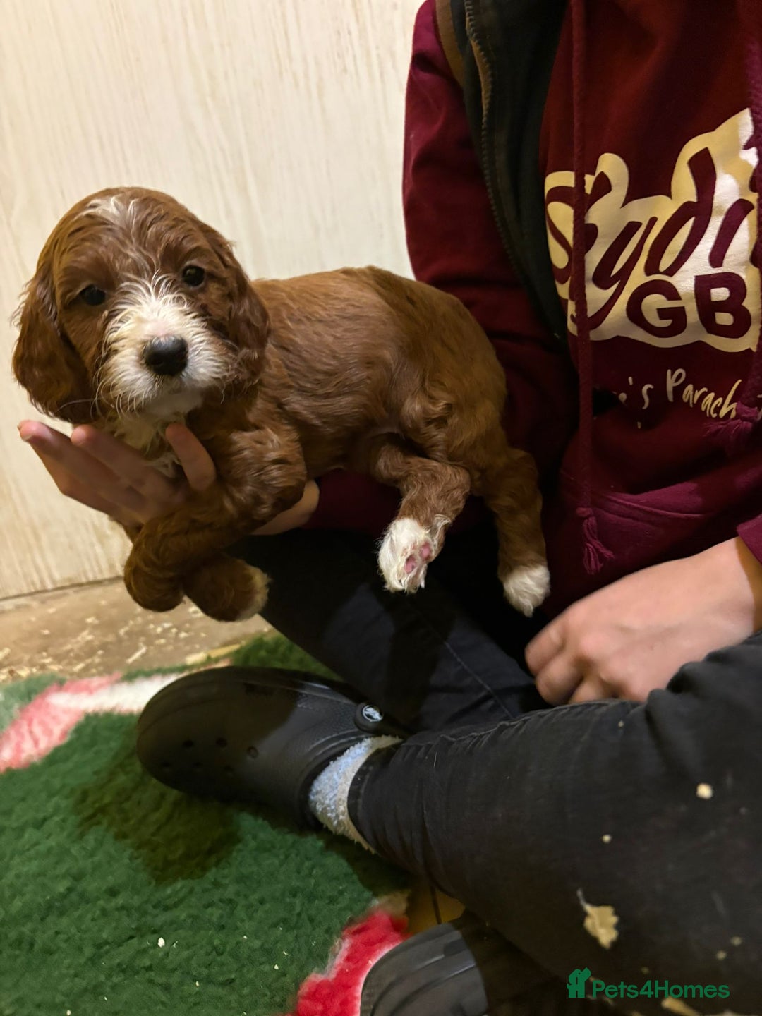 Irish Doodle dogs for sale: Irish red and white doodle puppies  - Image 15