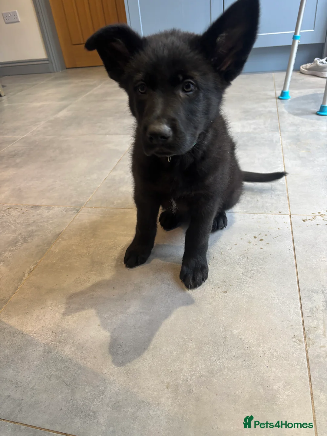 German Shepherd dogs for sale: Beautiful German Shepard puppies - Advert 5