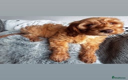 Cockapoo dogs for sale: Last Cockapoo puppy for sale - Image 3