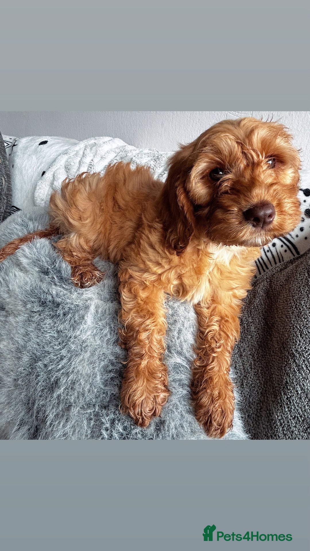 Cockapoo dogs for sale: Last Cockapoo puppy for sale - Image 3