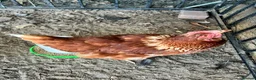 Chickens poultry for sale: Coloured laying POL hens - Advert 10