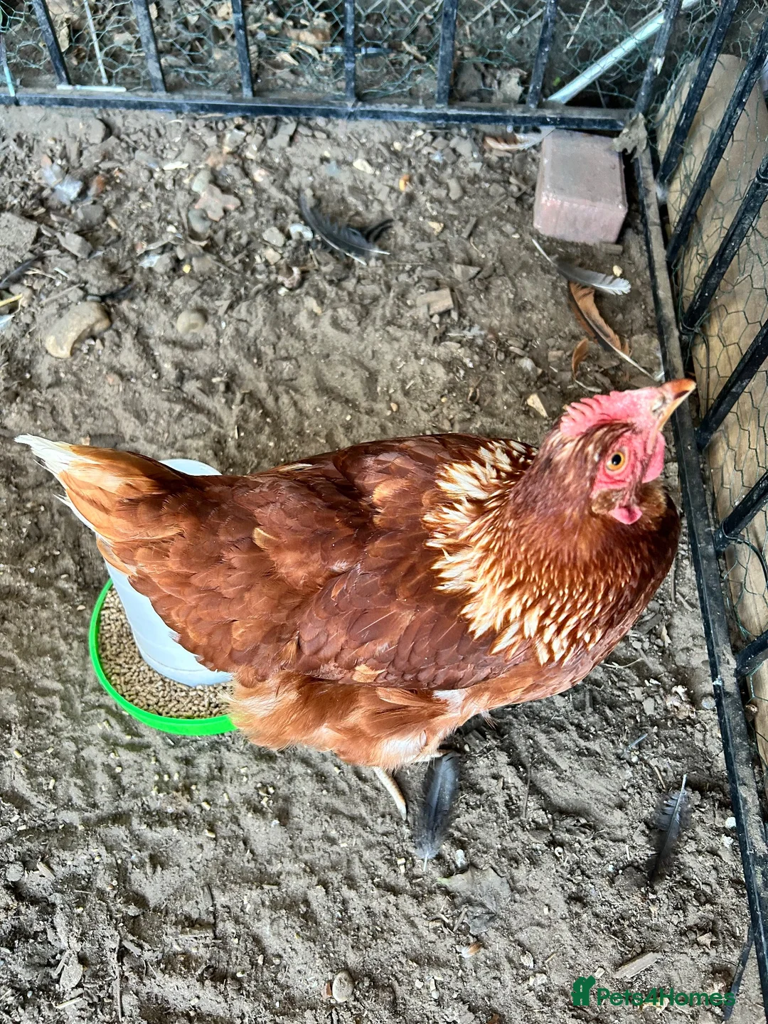 Chickens poultry for sale: Coloured laying POL hens - Advert 10