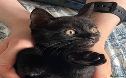 Mixed Breed cats for sale: Male Kitten Looking For Family Home - Image 5