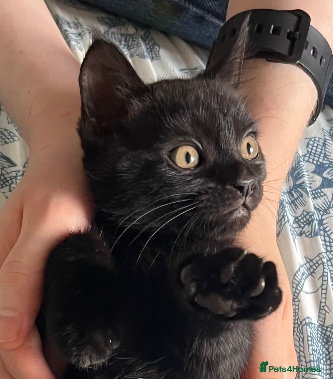 Mixed Breed cats for sale: Male Kitten Looking For Family Home - Image 5