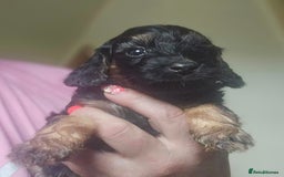 Cockapoo dogs for sale: The best cockapoos - Image 18