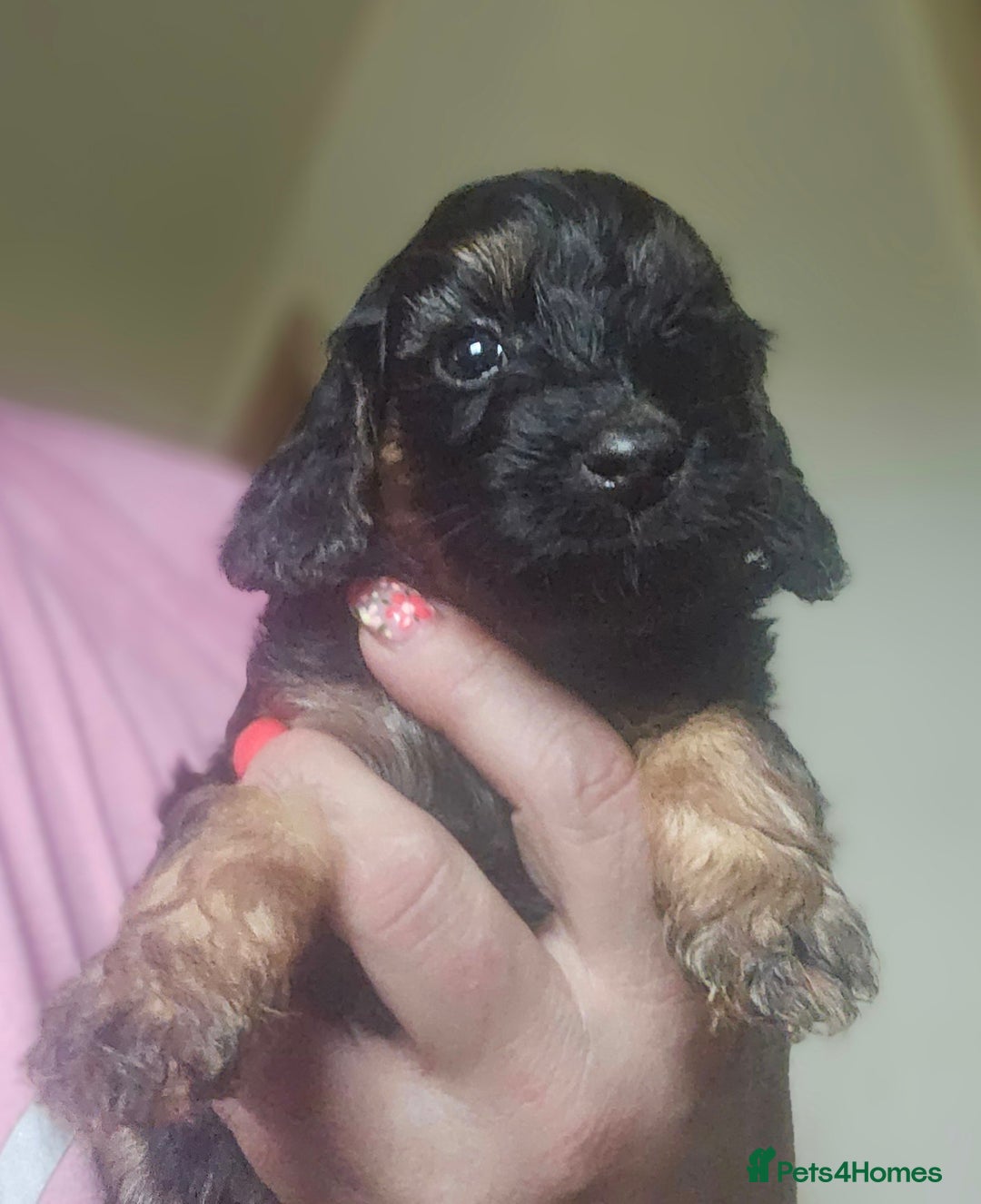 Cockapoo dogs for sale: The best cockapoos - Image 18