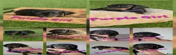 Miniature Dachshund dogs for sale: LAST PUP! Miniature Dachshund Puppies 🐶🐾 - Advert 4