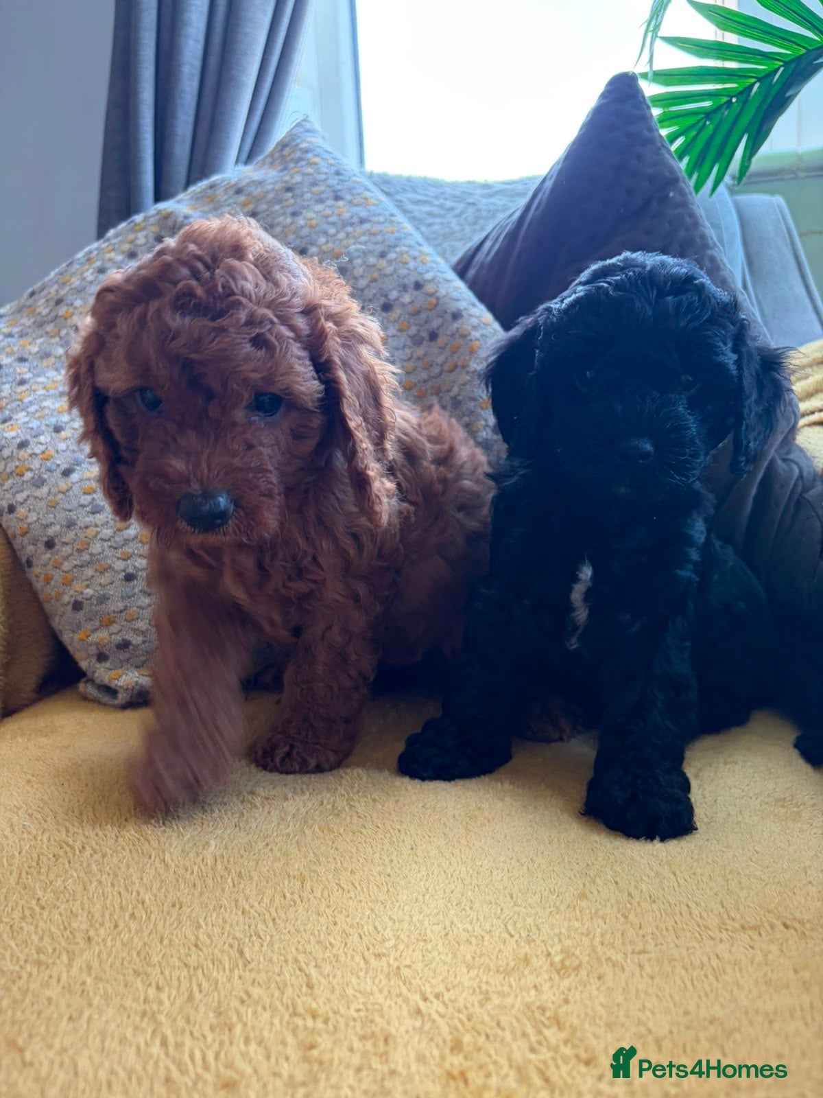 Cavapoo dogs Stunning F1bCavapoo pups Available for Loving Home - Advert 1