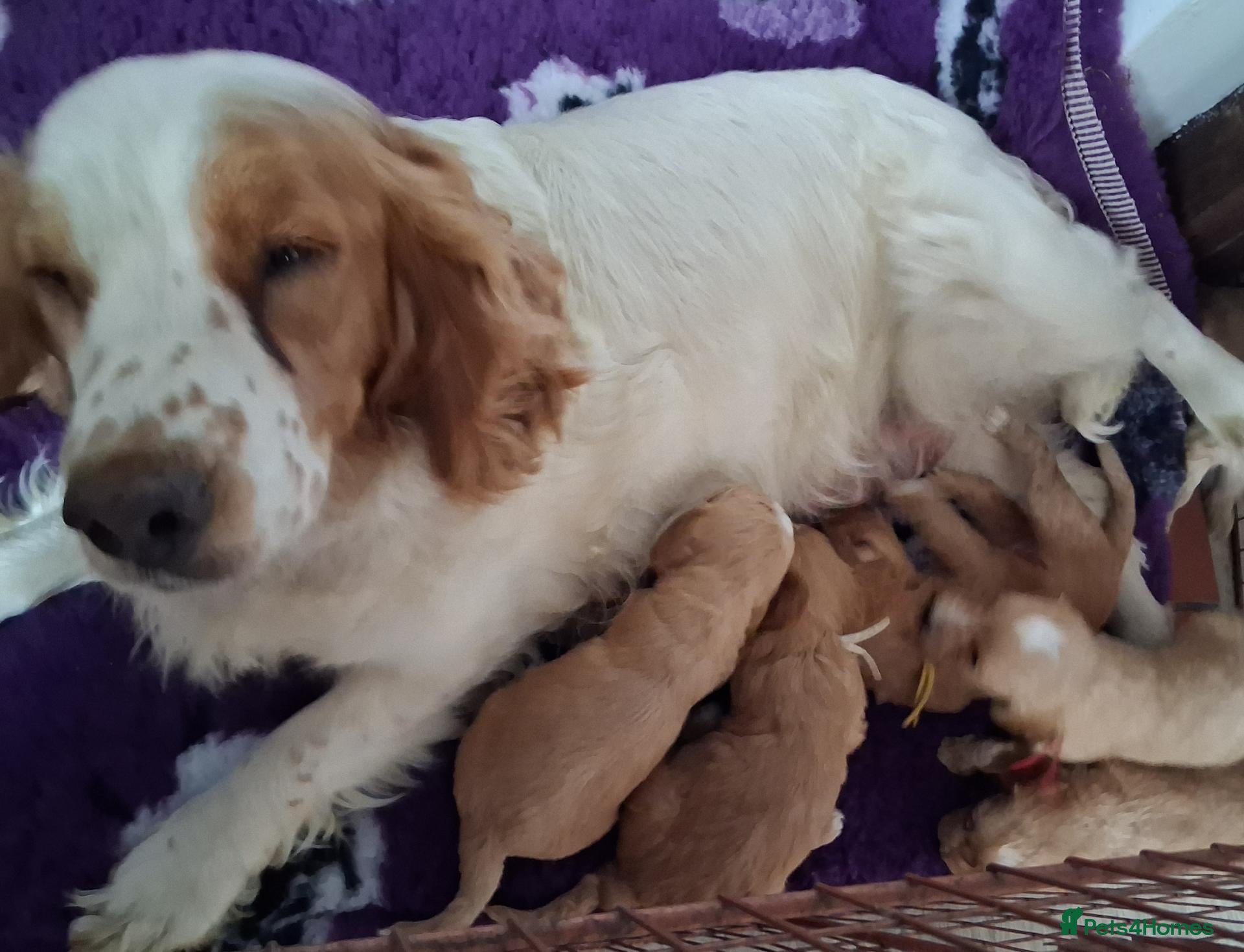 Cockapoo dogs Cockapoo puppies for sale  - Advert 2