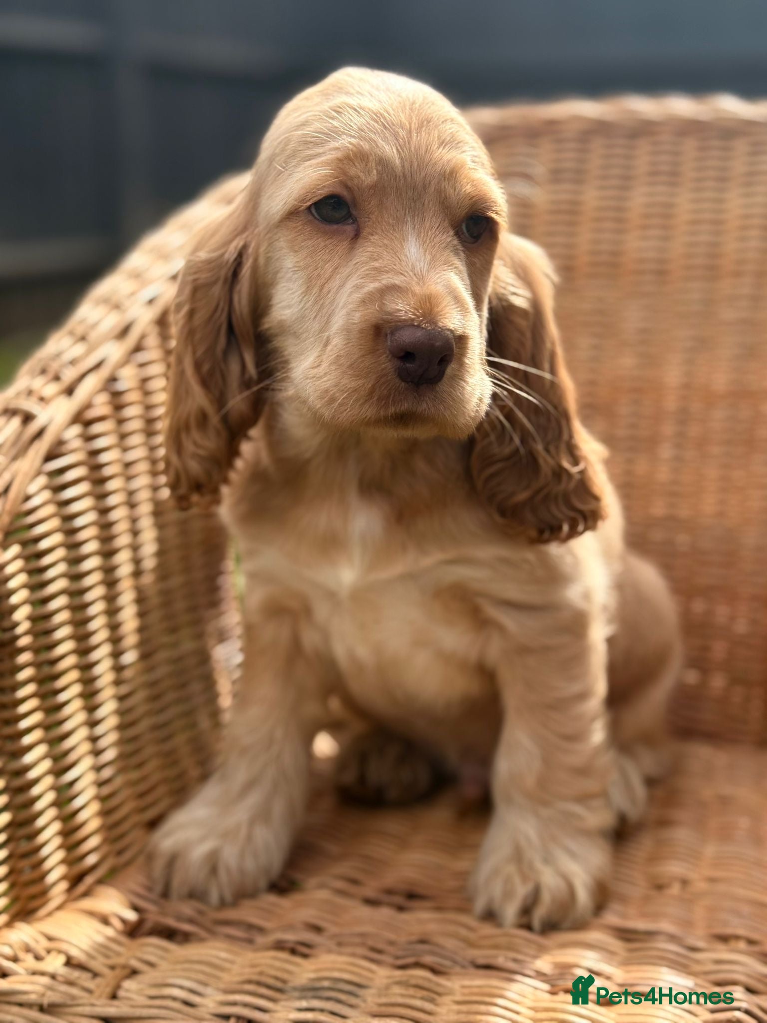 Cocker Spaniel dogs Show type cocker spaniel  - Advert 17