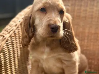 Cocker Spaniel dogs Show type cocker spaniel - Advert 17