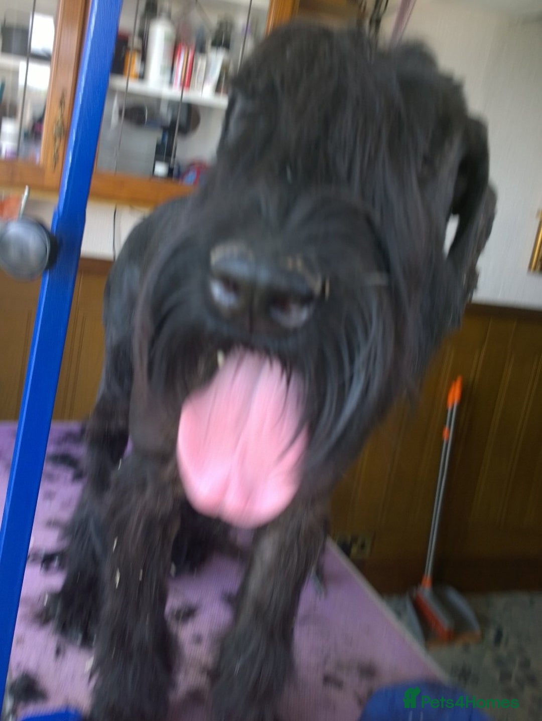 Giant Schnauzer dogs for sale: Lulu,spayed Giant Girl - Image 4