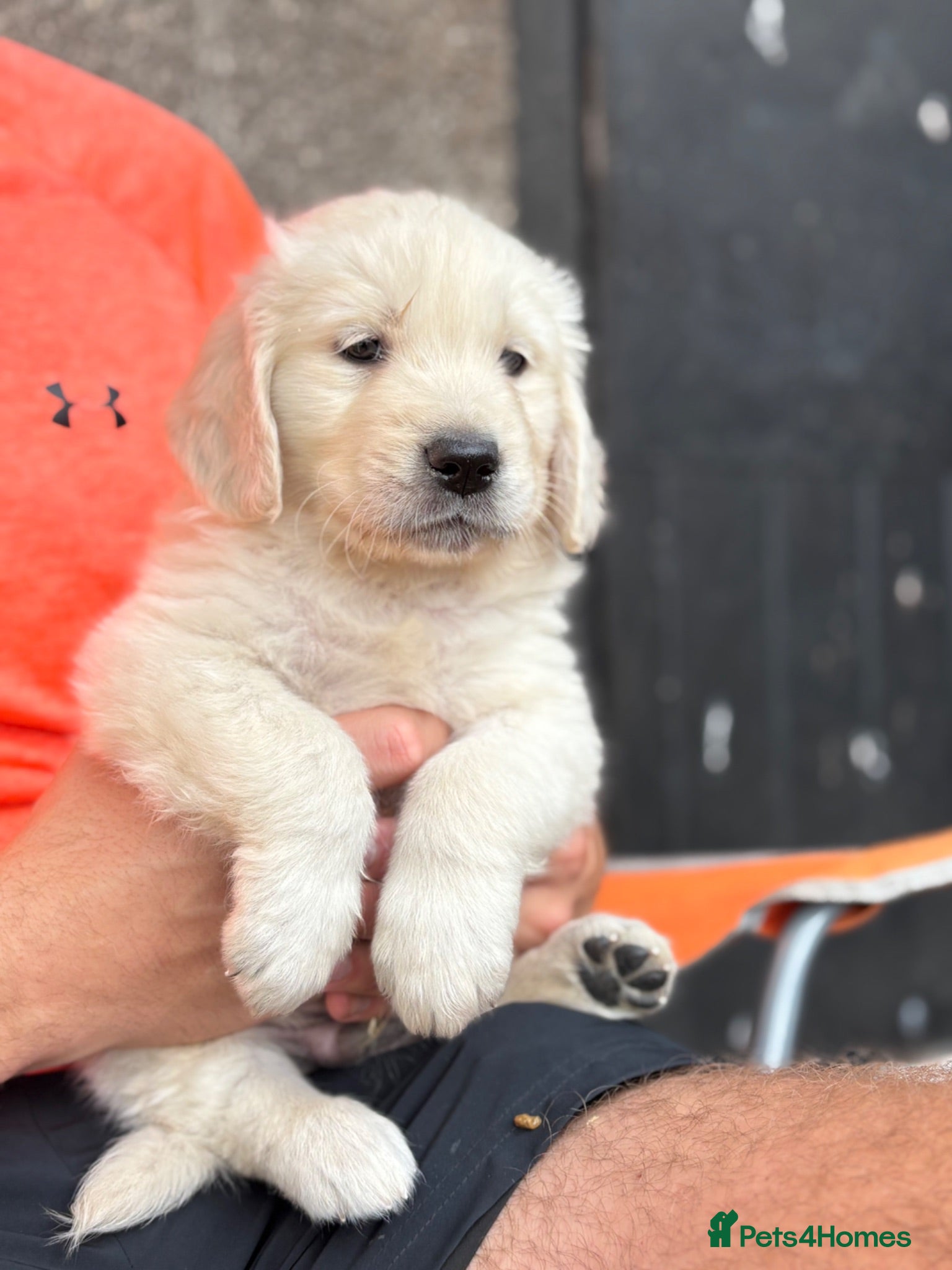 Golden Retriever dogs Beautiful golden retriever babies  - Advert 1