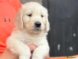 Golden Retriever dogs Beautiful golden retriever babies - Advert 1