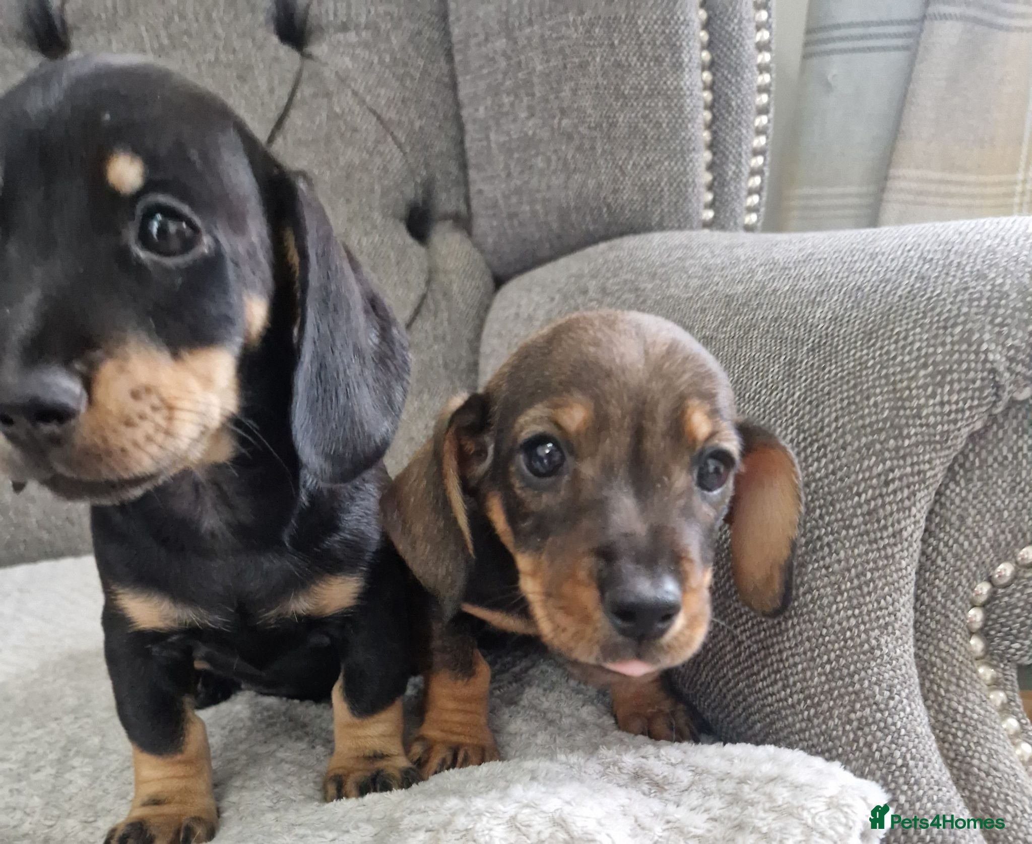 Dachshund dogs Wirehaired daschunds pup - Advert 1