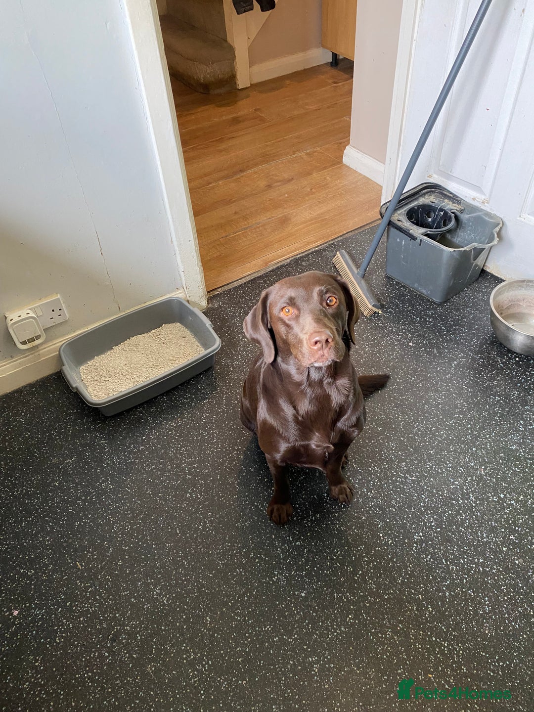 Labrador Retriever dogs for sale: Chocolate Labrador  - Image 2