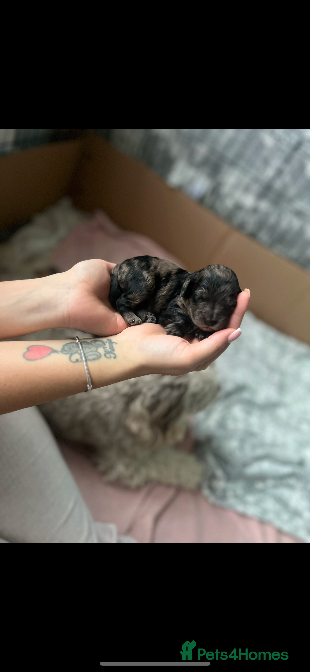 Cockapoo dogs for sale: Beautiful cockapoo puppies for sale  - Advert 3