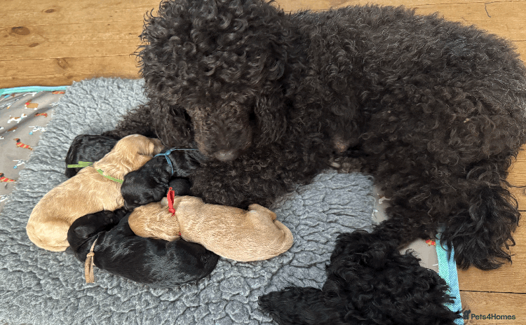Cockapoo dogs - Advert 5