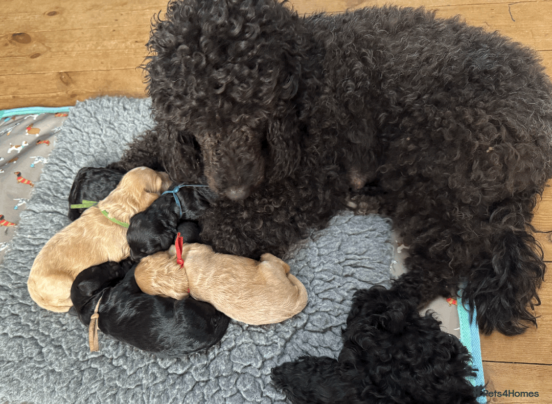 Cockapoo dogs for sale: Mirabelle's Enchanting Pups ✨ - Image 1
