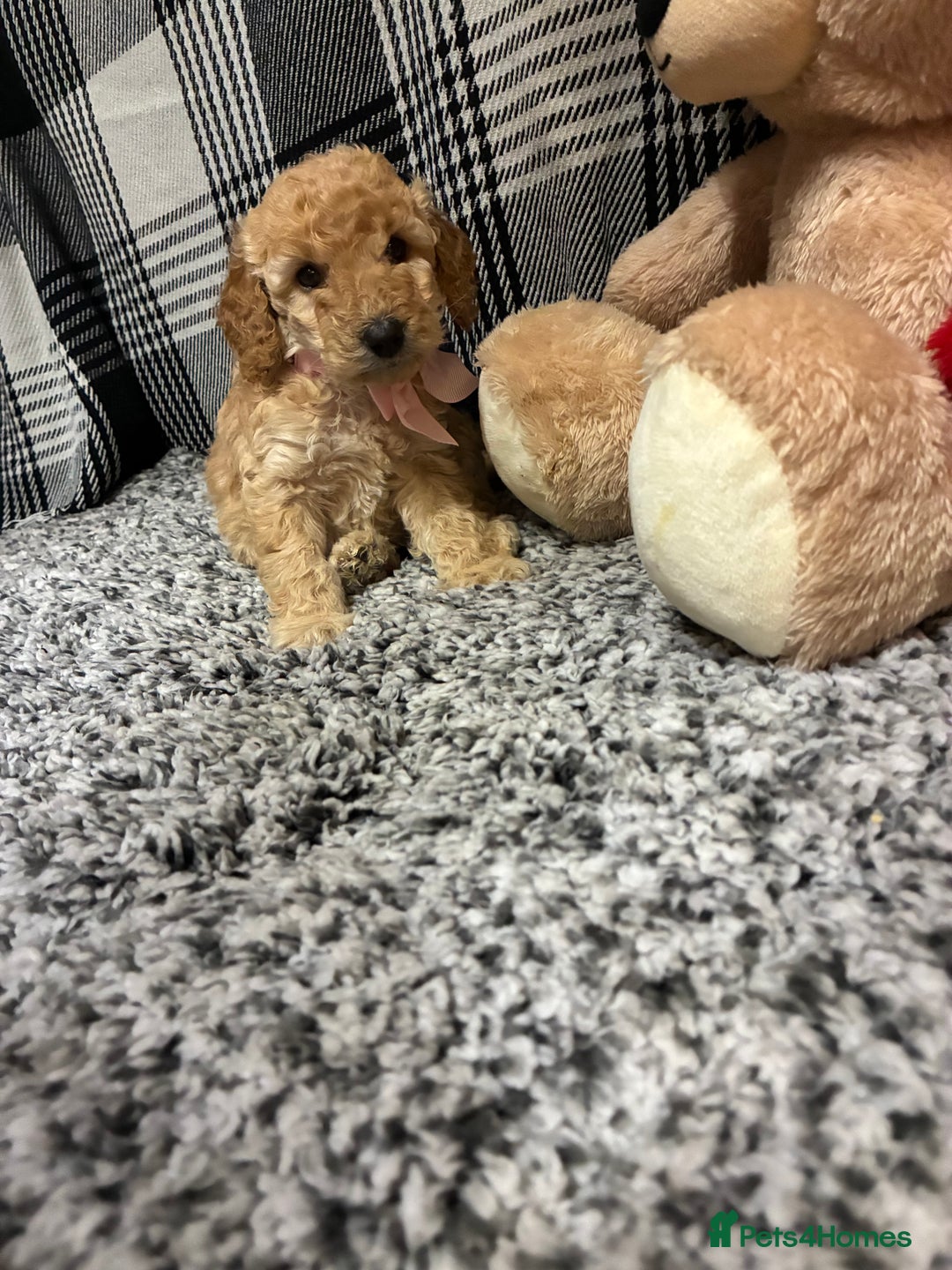 Miniature Poodle dogs for sale: miniature poodles  - Advert 17