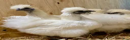 Chickens poultry for sale: Silkie  - Advert 25