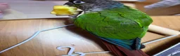 Conures birds for sale: Male green cheeked conure needing new home - Advert 5