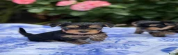 Yorkshire Terrier dogs for sale: Kc registered Yorkshire terrier puppies - Advert 5