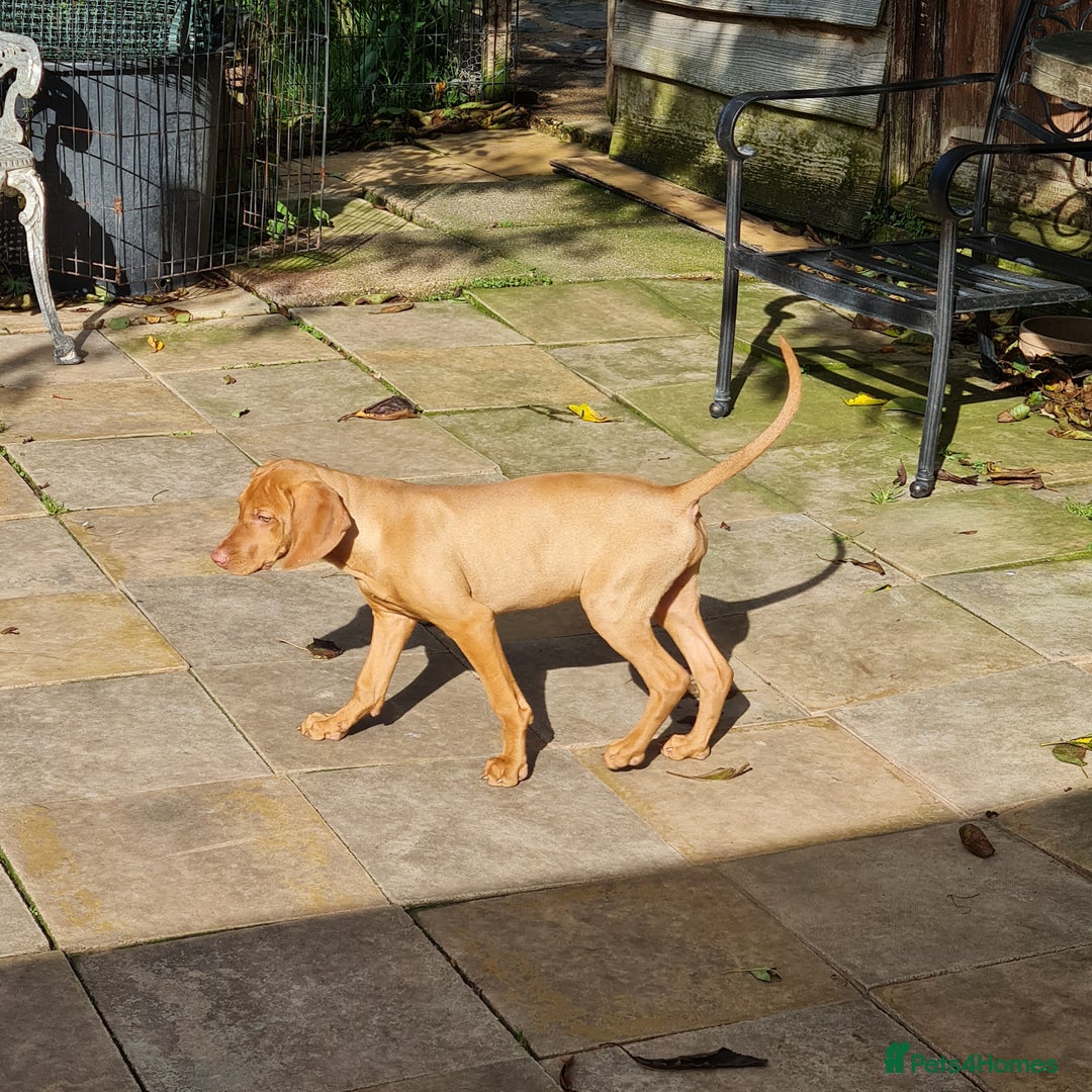 Hungarian Vizsla dogs for sale: PEDIGREE HUNGARIAN VIZLA GIRL 6 Months Old. - Image 9
