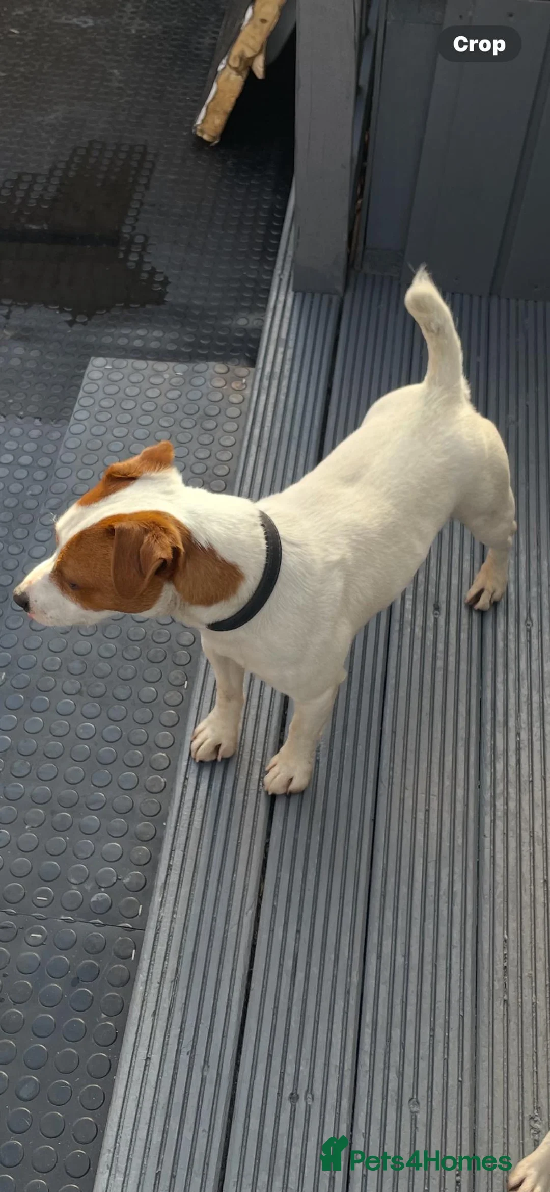 Jack Russell dogs for stud: Jack the jack russell for stud in Rotherham - Advert 5
