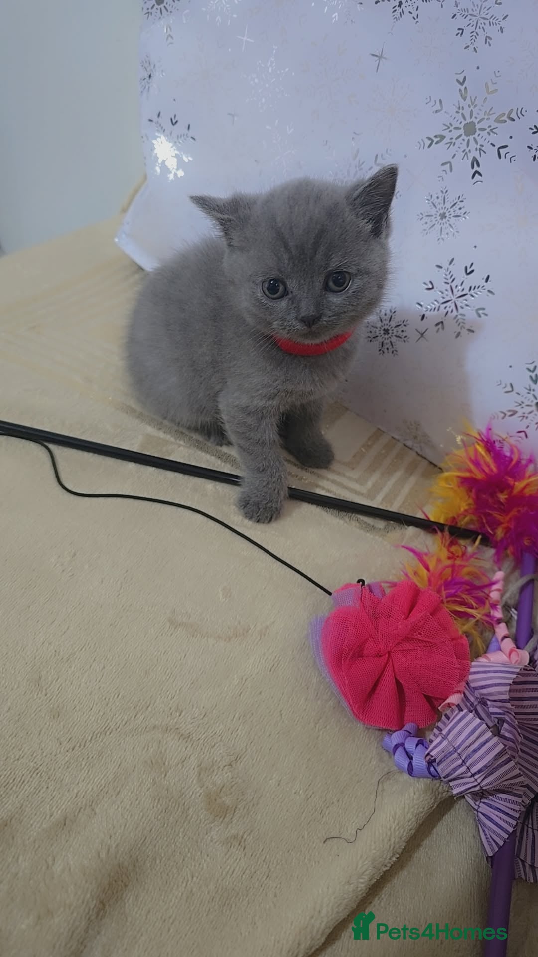 British Shorthair cats for sale: British shorthair  - Image 4