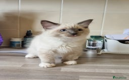 Ragdoll cats for sale: Ragdoll kittens  - Image 2