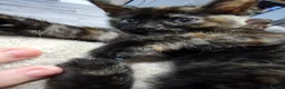 Mixed Breed cats for sale: Half bengal kitten 3 left 2 male one female  - Advert 4