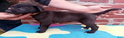 Mixed Breed dogs for sale: Lurcher pups (Collie x Whippet) - Advert 25