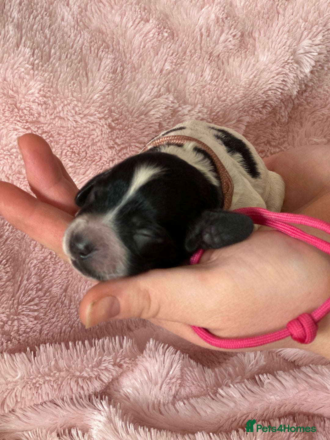 Cocker Spaniel dogs for sale: Cocker Spaniel Pups - Solid & Roan - Farlavale - Advert 27