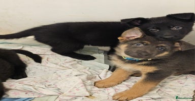 German Shepherd dogs - Advert 5