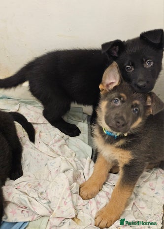 German Shepherd dogs - Advert 1