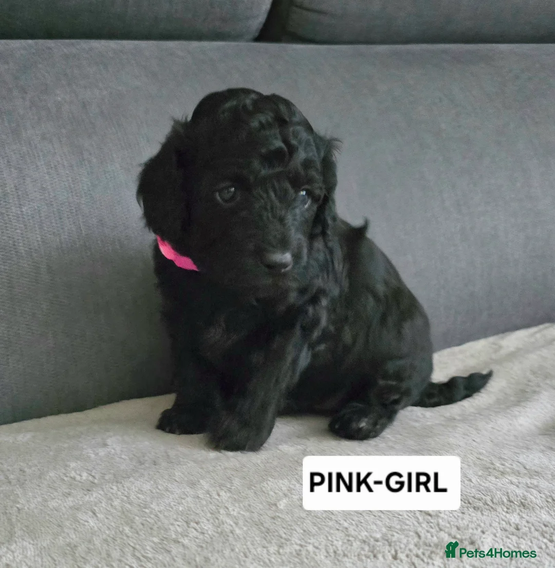 Toy Poodle dogs for sale: BEAUTIFULL BLACK TOY POODLES  - Advert 32