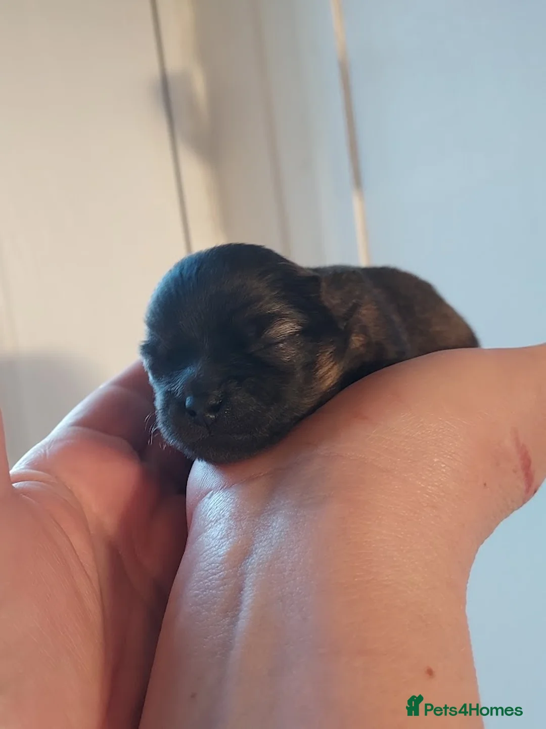 Pomchi dogs for sale: Three Beautiful Pomchi Puppies in Aylesbury - Advert 9