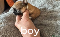 Chihuahua dogs for sale: Chihuahua long coat puppies 2 girls and 1 boy - Image 17