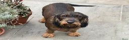 Dachshund dogs for sale: Teckel Arthur  - Advert 7