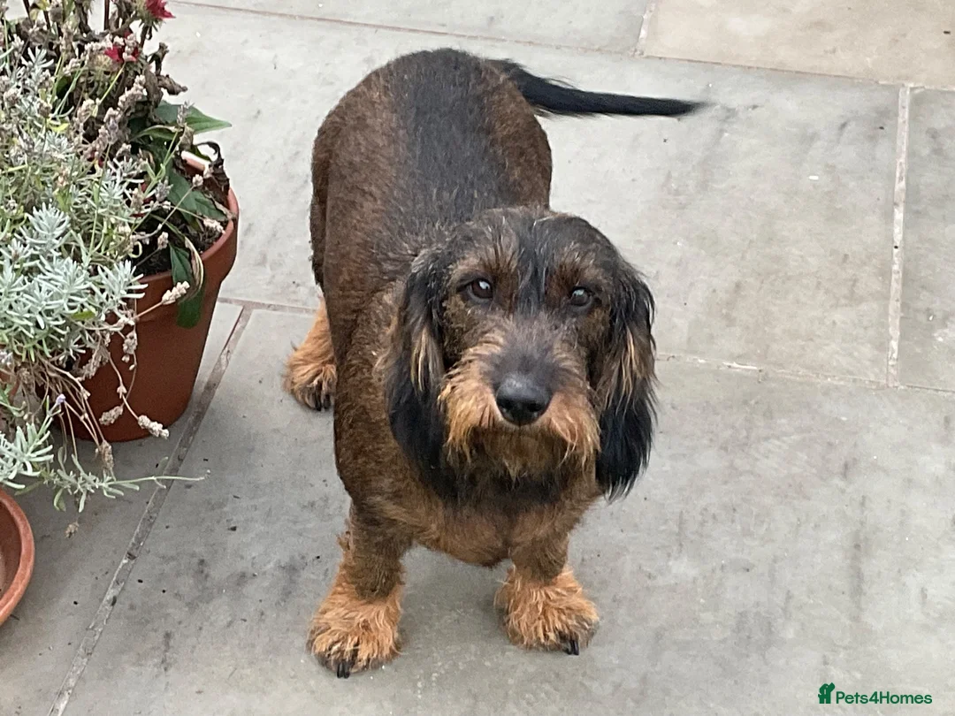Dachshund dogs for sale: Teckel Arthur  - Advert 7