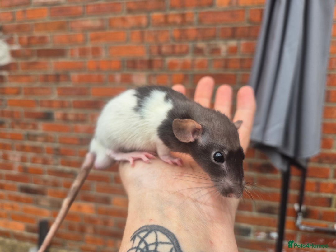 Rat rodents for sale:  top eared baby rats  - Image 11