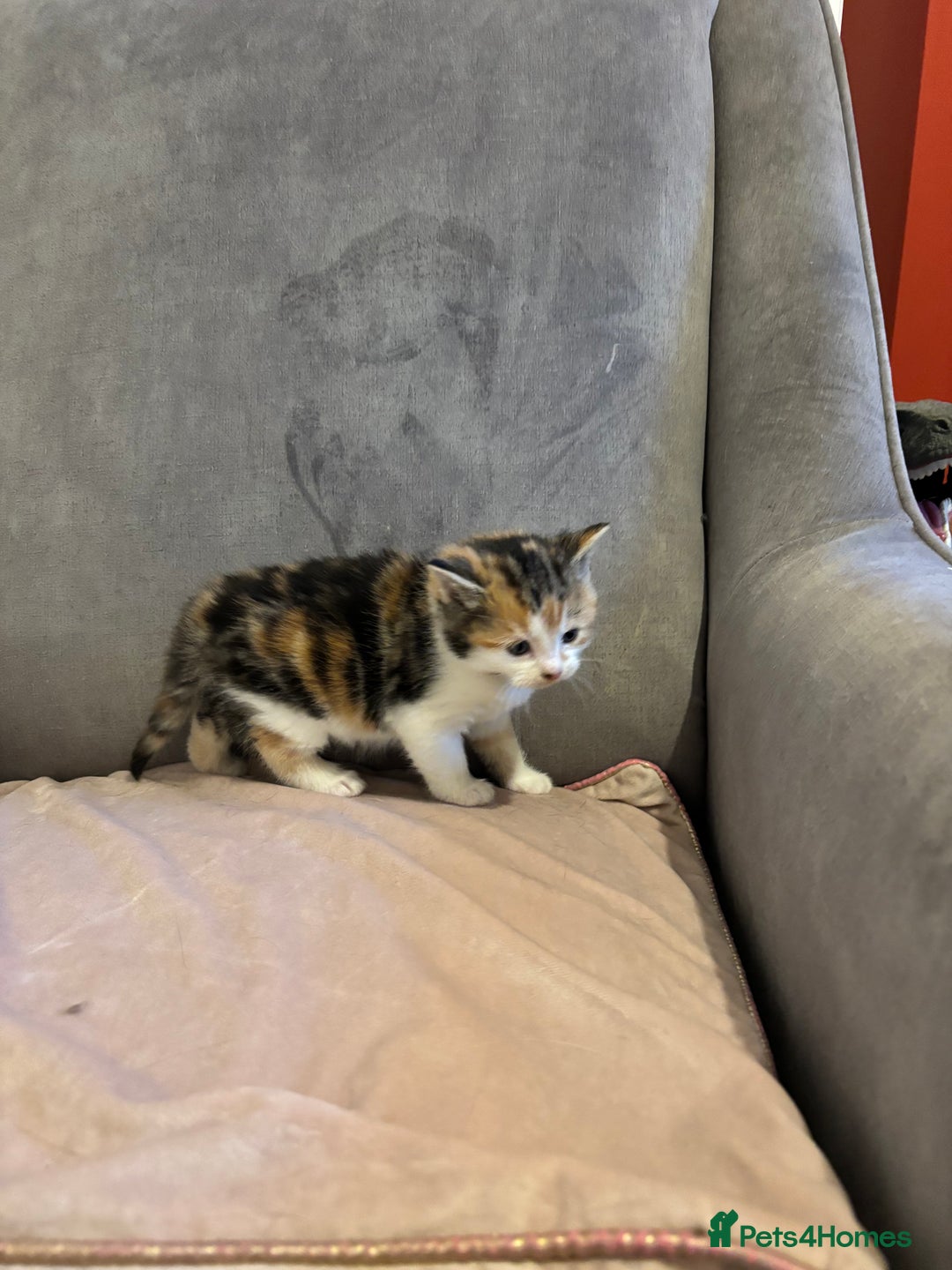 Mixed Breed cats for sale: Kittens stunning Mainecoon cross babies 🐈❤️ - Advert 10